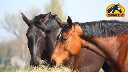 Lire l'actualité Comment nourrir un cheval sensible aux ulcères ?